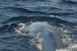 Bryde's Whale