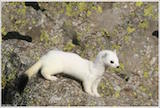 Ermine