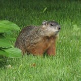 Woodchuck