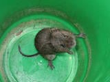 Meadow Vole