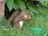 Red Squirrel