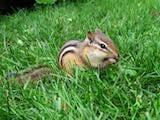 Eastern Chipmunk