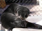 Northern Fur Seal