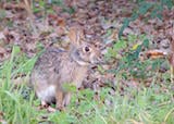 Swamp Rabbit