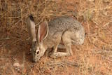 Black-tailed Jackrabbit