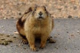 Utah Prairie Dog