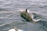 Pantropical Spotted Dolphin