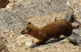 American Marten