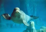 Beluga