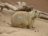 Black-tailed Prairie Dog