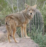 Coyote