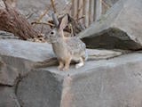 Desert Cottontail