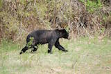 American Black Bear