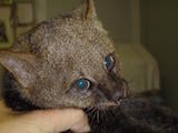 Jaguarundi