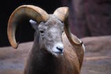 Bighorn Sheep