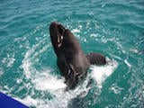 False Killer Whale