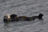 Sea Otter