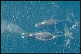 Bowhead Whale