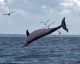 Bottlenose Dolphin