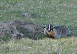 American Badger