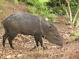 Collared Peccary