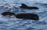 Short-finned Pilot Whale