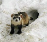 Black-footed Ferret