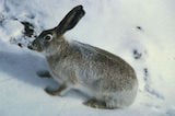 White-tailed Jackrabbit