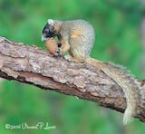 Eastern Fox Squirrel