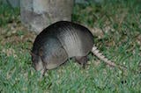 Nine-banded Armadillo