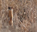 Long-tailed Weasel