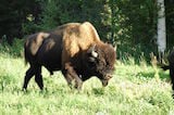 American Bison