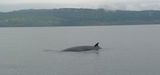 Northern Minke Whale