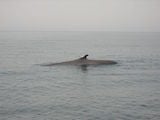 Fin Whale