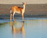 White-tailed Deer