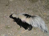 Striped Skunk