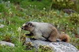 Hoary Marmot