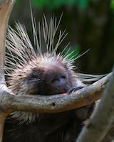 North American Porcupine