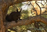 Abert's Squirrel