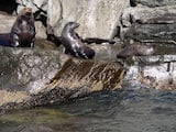 Guadalupe Fur Seal