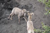 Dall's Sheep