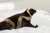 Ribbon Seal