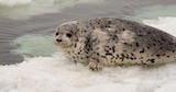 Spotted Seal