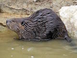 American Beaver