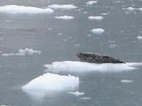 Ringed Seal