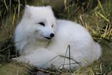 Arctic Fox