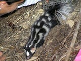 Western Spotted Skunk