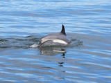 Atlantic White-sided Dolphin