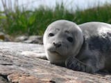 Harbor Seal