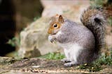 Eastern Gray Squirrel